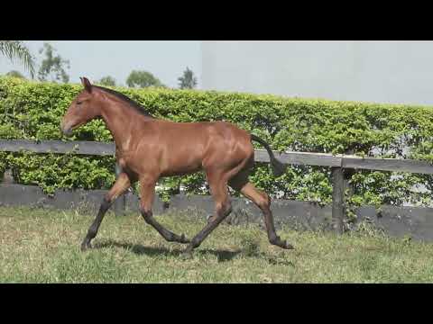 Sorte aguilar by Leao Plus Cavalos puro sangue Lusitanos - Coudelaria aguilar