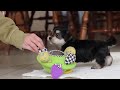 Morkie dogs for sale: Benson - Video 1