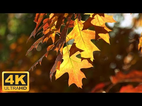 11 HRS Incredible Fall Foliage - Best 4K Autumn Nature Scenes from Around the World + Calming Music