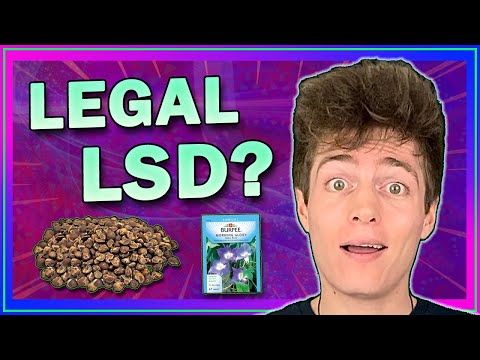 𝗟𝗦𝗔 – The Legal LSD Substitute || Hawaiian Baby Woodrose / Morning Glory Seeds (𝘌𝘳𝘨𝘪𝘯𝘦)