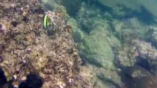 preview picture of video 'Chasing Angelfish: Snorkeling Koh Lanta Thailand'