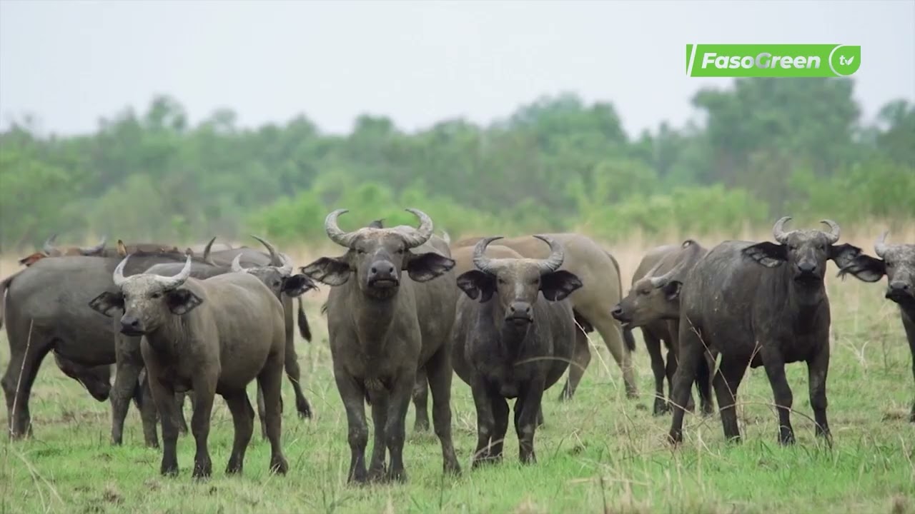 Complexe W Arly Pendjari : Un laboratoire de mammifères