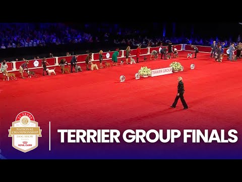 Terrier Group Finals | 2025 AKC National Championship Presented by Royal Canin