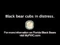 Florida Black Bear Sounds Distress Cubs