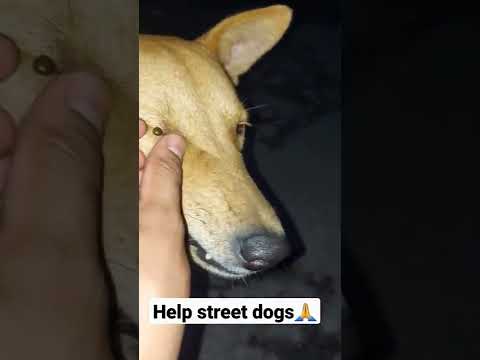 Removing Tick From Street Dog 🤍 #rabiramanwild