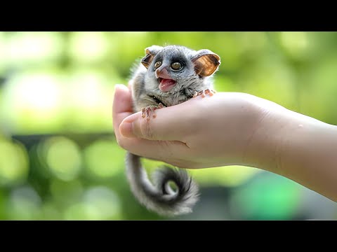 Galago 🐒 One Of The Rarest Animals In The Wild - Bush Baby