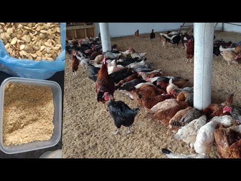 , title : '✅Essa semente mata e elimina vermes das galinhas (Produto natural p/ galinhas)!!'