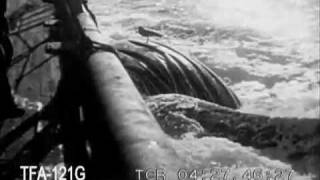 Whaling in the South Pacific, 1920s