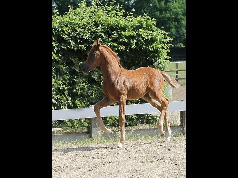 OL SF von Dream Boy / Damon Hill / De Niro 2019