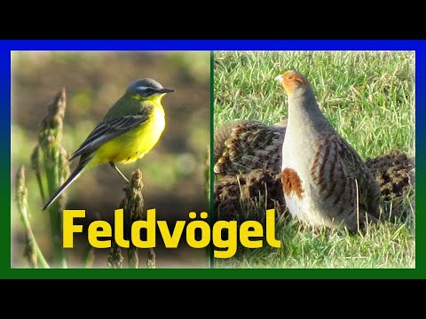 Feldvögel bestimmen | Vögel im Ackerland erkennen