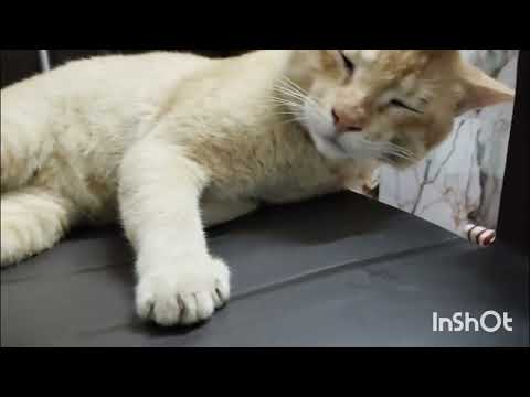 Ghusa nak pe rehta hai 😡