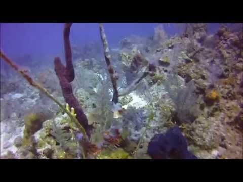 Scuba diving Turks & Caicos