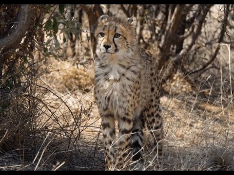 Refuge animalier en Namibie