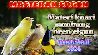 Download lagu MASTERAN VIRAL SOGON MATERI KENARI SAMBUNG BREN CIGUN #masteransogon mp3
