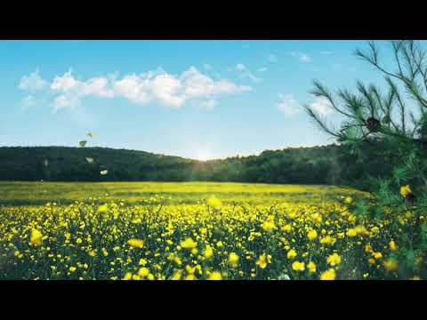 [ 396Hz ] LIBERAR STRESS E CULPA LIBERAR TENSÃO, BLOQUEIOS E MEDO   LIBERAR ENERGIA NEGATIVA - PAZ