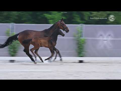 Fohlen von Confess Color - London Swing