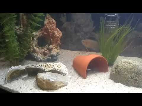 Betta/ paradise fish tank