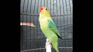 Download lagu Lovebird ngekek panjang #burung #burunglovebird #lovebirds #birds mp3 Download lagu Lovebird ngekek panjang #burung #burunglovebird #lovebirds #birds mp3