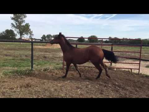 Gunners Tinseltown 2015 filly