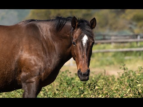 HALFWAY TO HEAVEN - Broodmare Extraordinaire