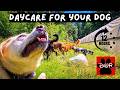 DOG TV 12 Hours 🐕 Adventures for Dogs | Keeps Dogs Calm & Entertained