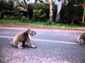 Koala attacks Guy 