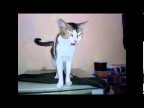 The cat that talks back