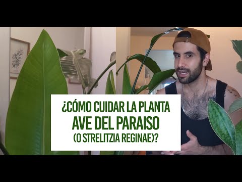 , title : '¿Cómo cuidar la planta Ave del Paraiso (o Strelitzia nicolai)? Cuidados de Riego, Tierra, Luz...'