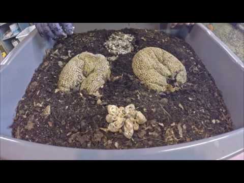 A lazy, worm-spotting day - feeding my vermicomposting bins