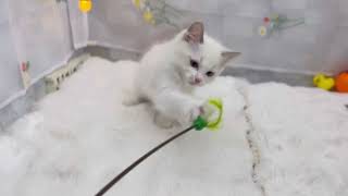 ラグドールの動画01