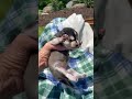 Alaskan Klee Kai dogs for sale: Alaskian ❤️ICA Reg❤️Call 610-273-9348 - Video 1