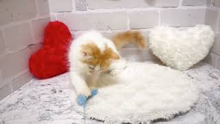 スコティッシュフォールドの動画01