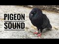 Pigeon Sound Effect || Male Pigeon Super Performance || Black Pigeon