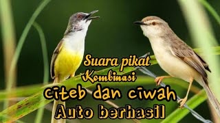 Download lagu SUARA PIKAT KOMBINASI CIBLEK SAWAH DAN CIBLEK TEBU... mp3