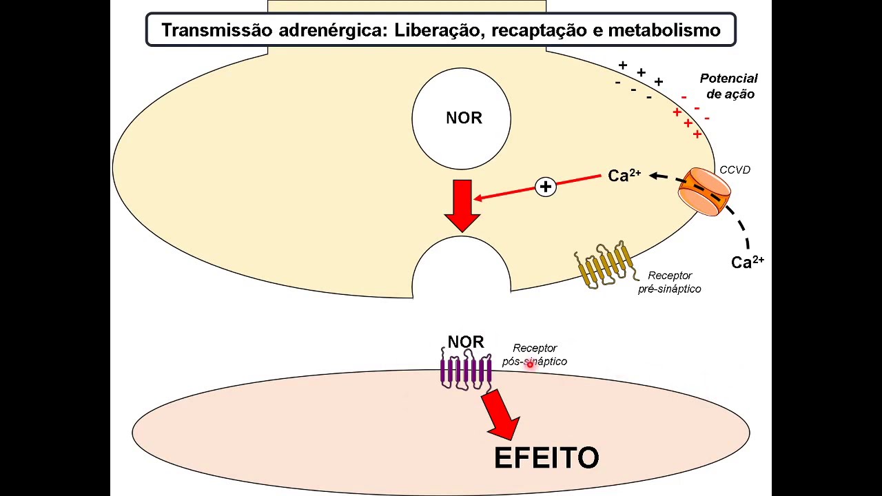 Farmacologia Geral - Agonistas e antagonistas adrenérgicos