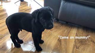 9 Weeks Old Labrador Puppy Learn to Leave It !