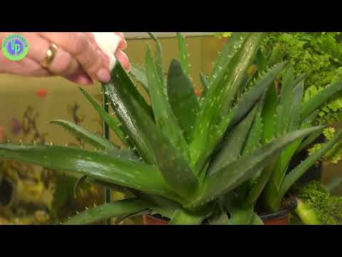 Vestige Aloe Vera - Garo