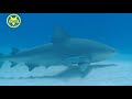 Bull Sharks - Bullenhaie - Yucatec Divers, Bullenhaie,Bullsharks,Yucatek Divers, Playa del Carmen, Mexiko
