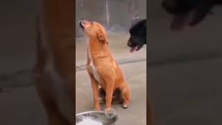 Download lagu #funniest animals #videoshorts #tiktokvideo #cutest #animals #2022 mp3