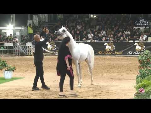 N 390 FAKHER AL FARAJ   Israel Breeders' Show 2023   Stallions 4 Years Old Class B Class 39