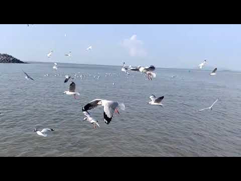 Panchi Nadiya Pawan Ke Jhonke  , Movie - Refugee,  | En-route #Alibaug from #gatewayofindia #mumbai