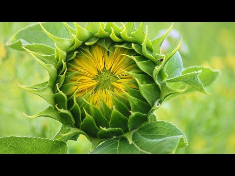 Guided Meditation: Relaxing Back Into the Mystery - Tara Brach