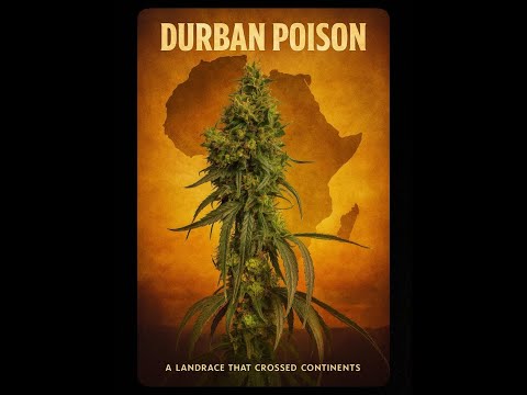DURBAN POISON: A LANDRACE THAT CROSSED CONTINENTS