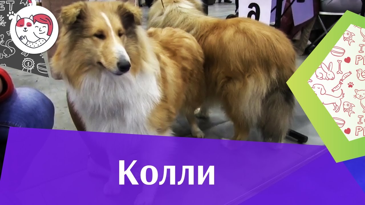 СОБАКИ КОЛЛИ ЗООШОУ 2016 НА ilikepet