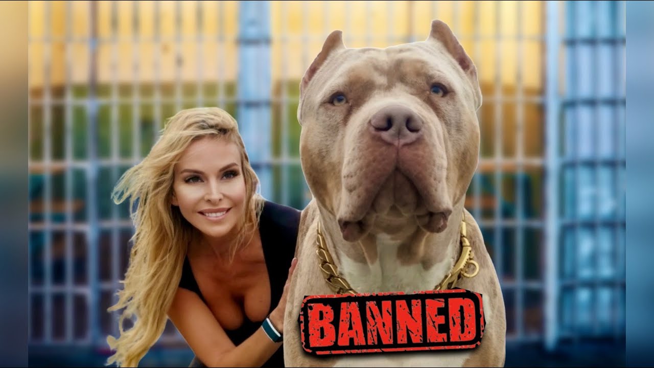 THE AMERICAN XL BULLY - Next breed to be BANNED?