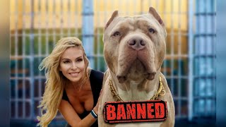 THE AMERICAN XL BULLY - Next breed to be BANNED?