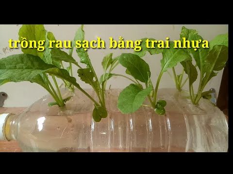 , title : 'hướng dẫn trồng rau sạch thủy canh-instructions for growing hydroponic clean vegetables'