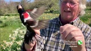 Download lagu Rose-breasted Grosbeak | Nature Near You mp3