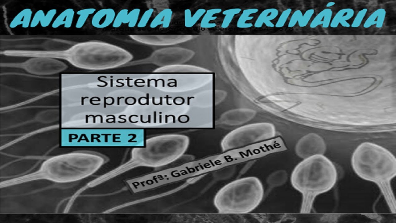 SISTEMA REPRODUTOR MASCULINO - parte 2 (anatomia veterinária)