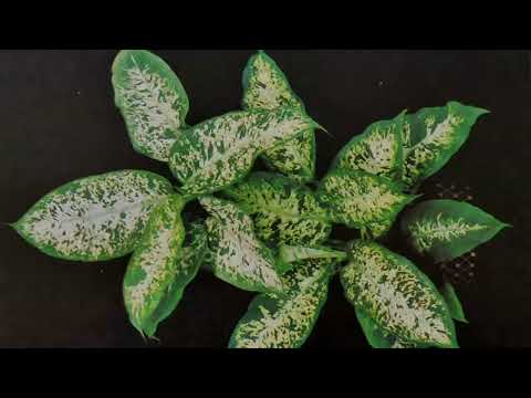 Anna Clementi & Thomas Stern: Sie puppt mit Puppen (excerpt)